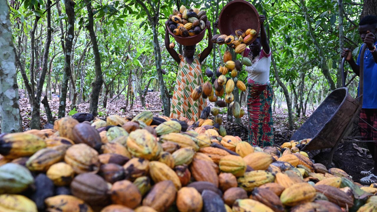 Côte d'Ivoire: La crise du cacao révèle les défis économiques