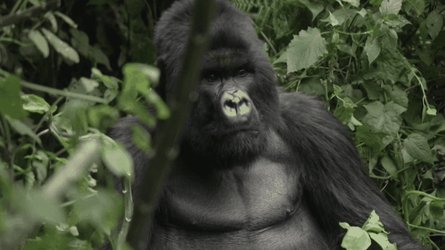 Gorilles des montagnes : l'Ouganda attire les touristes, la RDC protège sa souveraineté