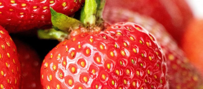 Jardinage au Congo : guide pour cultiver des fraisiers