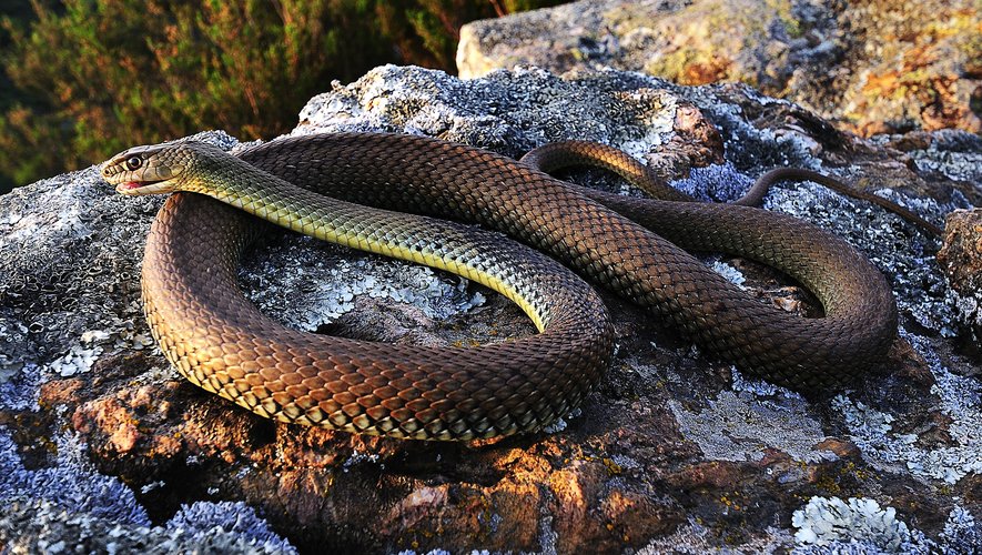 Serpents dans les Pyrénées-Orientales : la vérité contre l'intox